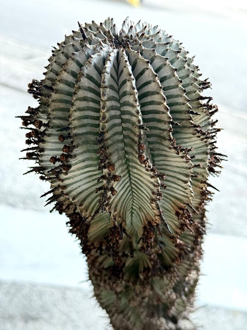 宇田ゼブラホリダ　ユーフォルビア　バリダ　オベサ