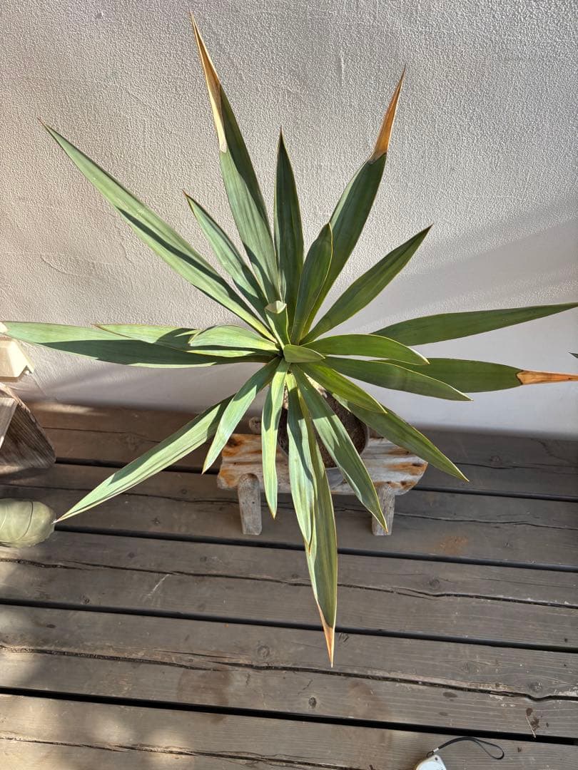 ユッカ グロリオサ キミガヨラン - メルカリ