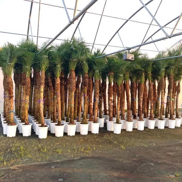 ロベヤシ フェニックス・ロベレニー ヤシ ヤシの木 パームツリー ロベ