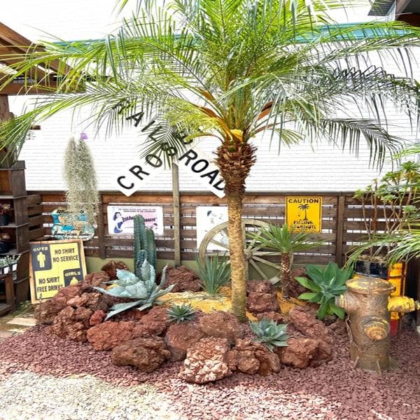 ロベヤシ フェニックス・ロベレニー ヤシ ヤシの木 パームツリー ロベ