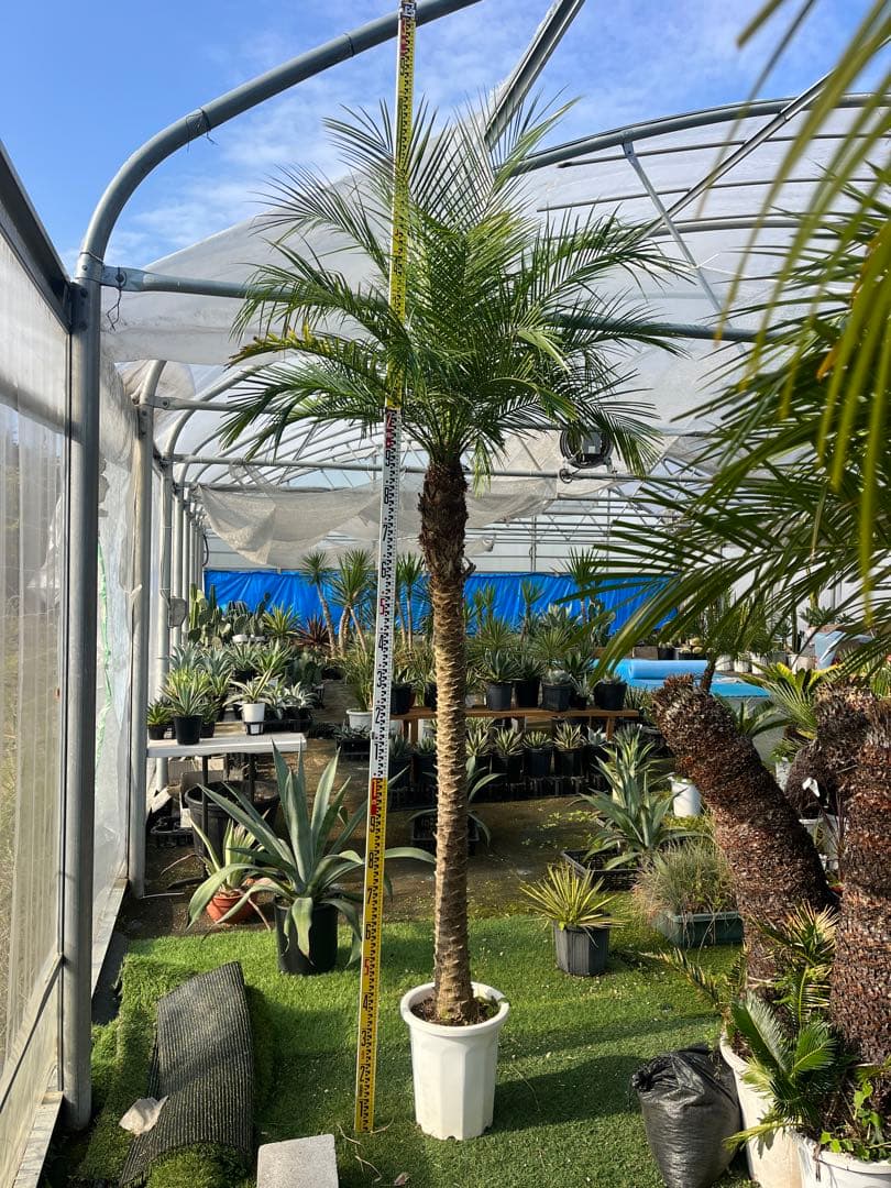 ロベヤシ フェニックス・ロベレニー ヤシ ヤシの木 パームツリー ロベ