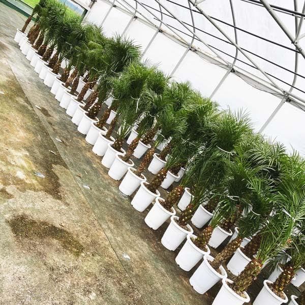 ロベヤシ フェニックス・ロベレニー ヤシ ヤシの木 パームツリー ロベ