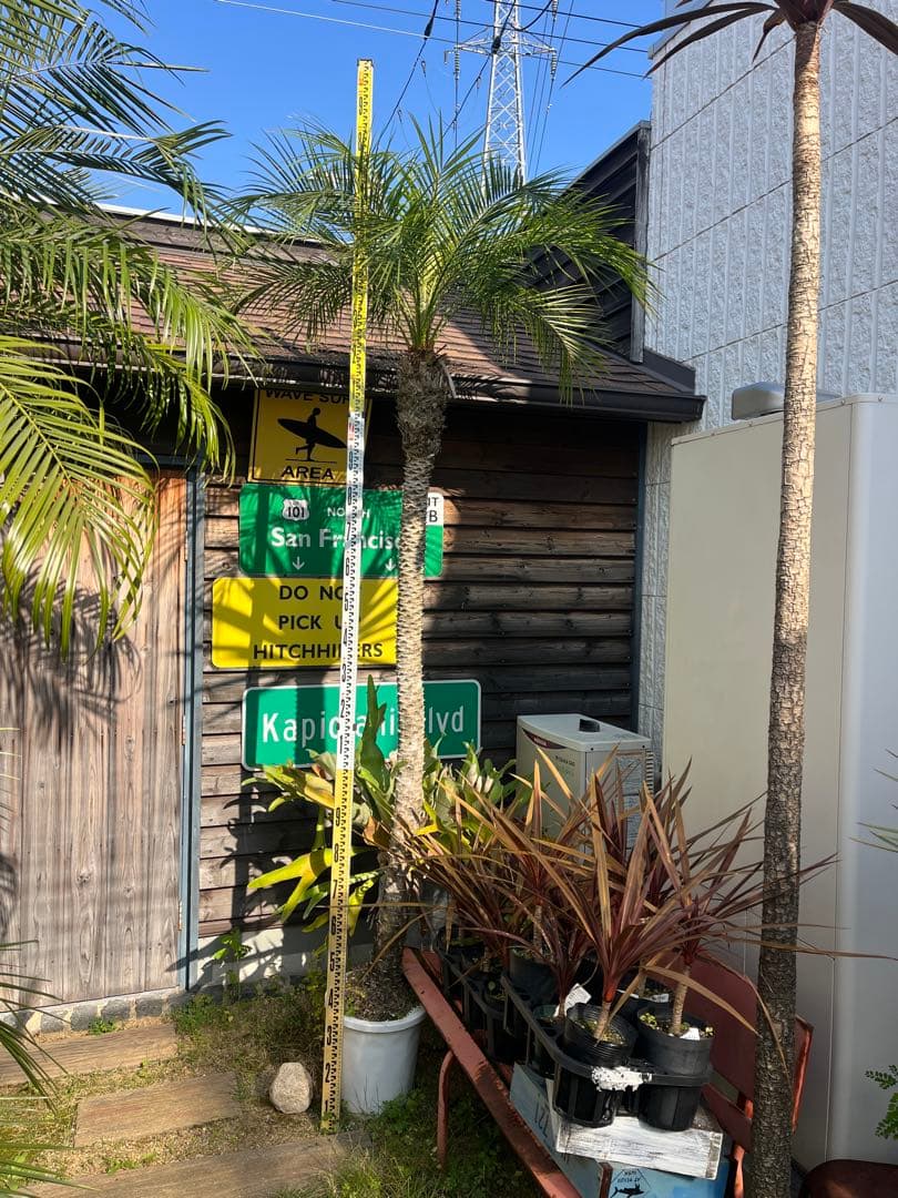 ロベヤシ フェニックス・ロベレニー ヤシ ヤシの木 パームツリー ロベ