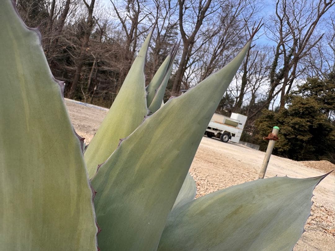 ovatifolia 'Cameo' オバティフォリア カメオ 美株