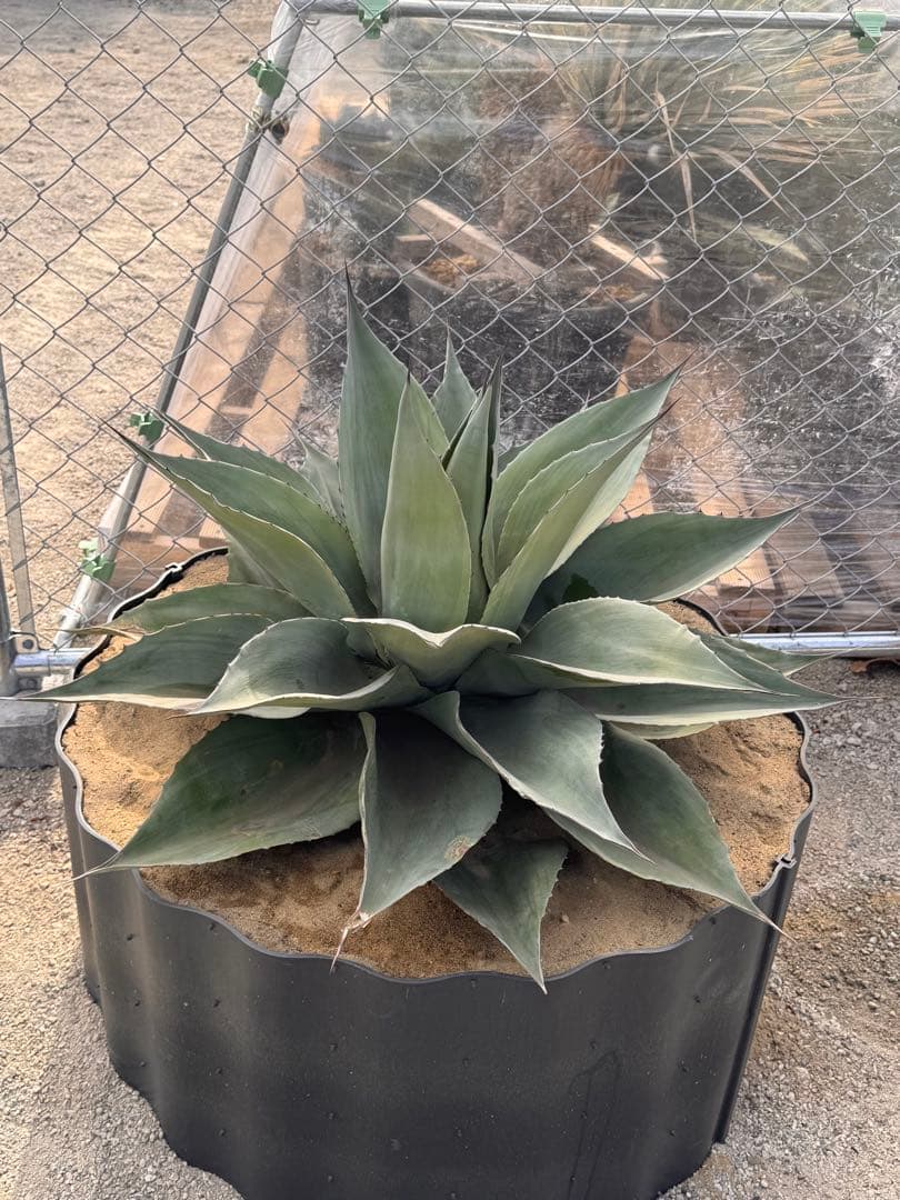 ovatifolia 'Cameo' オバティフォリア カメオ 美株