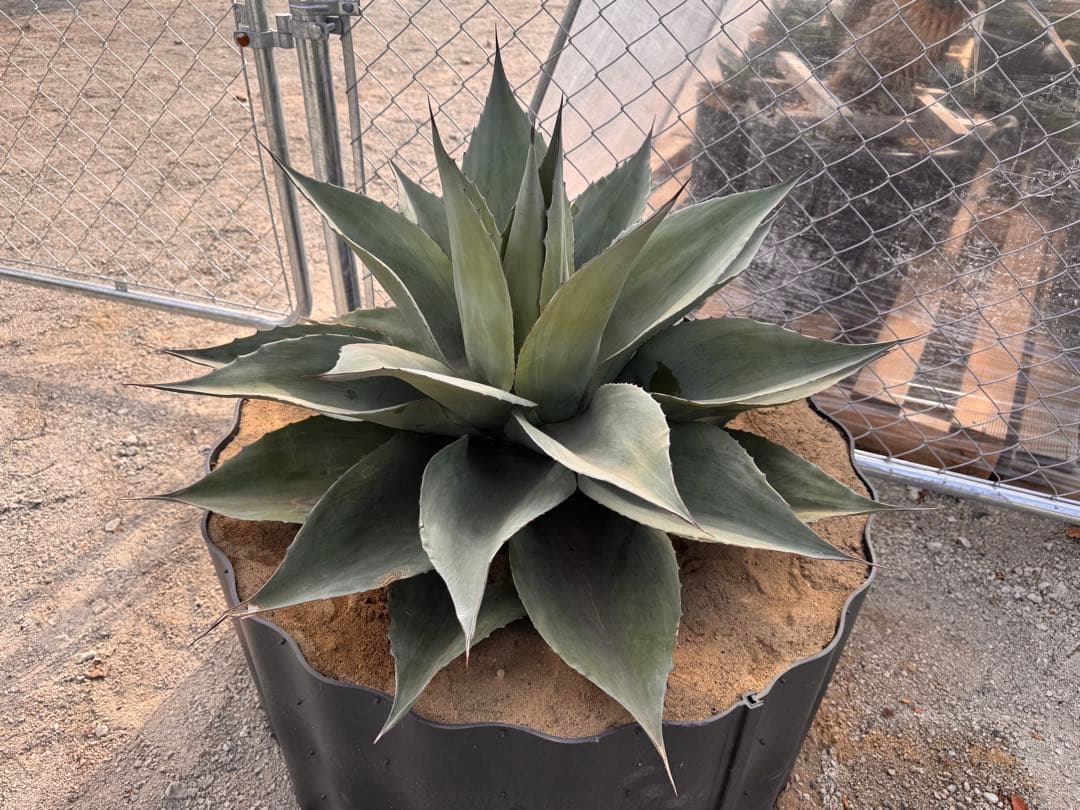 ovatifolia 'Cameo' オバティフォリア カメオ 美株