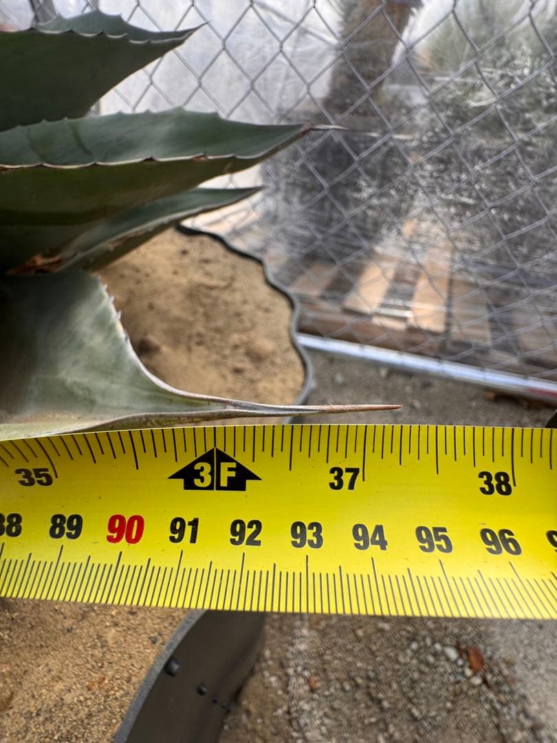 ovatifolia 'Cameo' オバティフォリア カメオ 美株