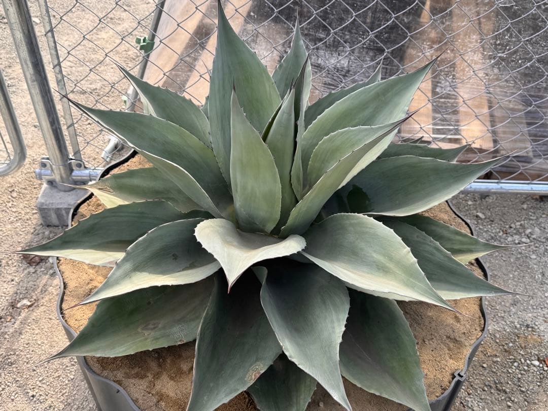 ovatifolia 'Cameo' オバティフォリア カメオ 美株