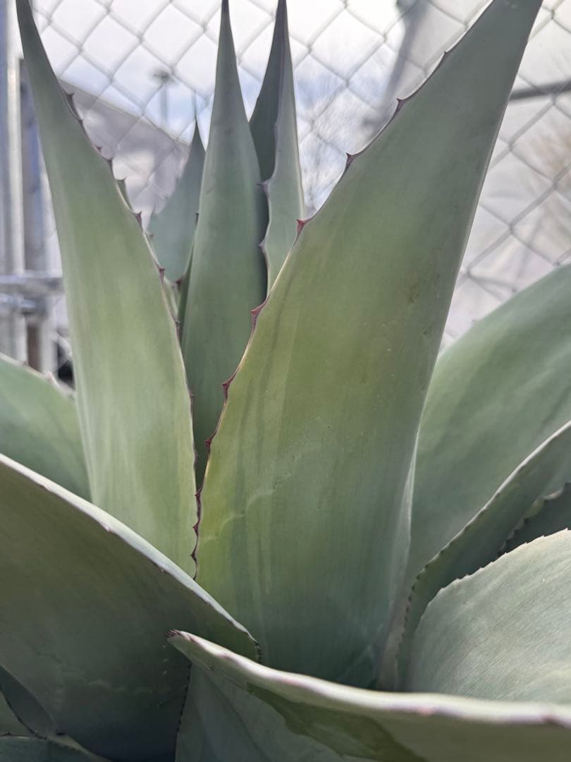 ovatifolia 'Cameo' オバティフォリア カメオ 美株