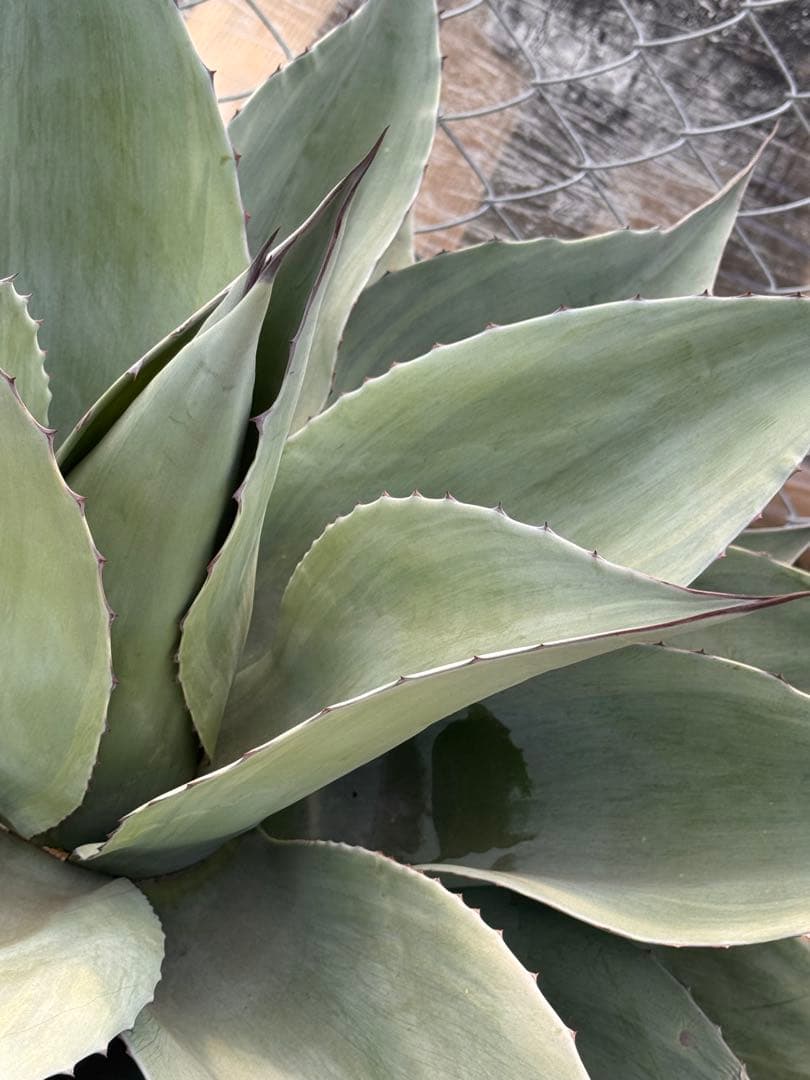 ovatifolia 'Cameo' オバティフォリア カメオ 美株