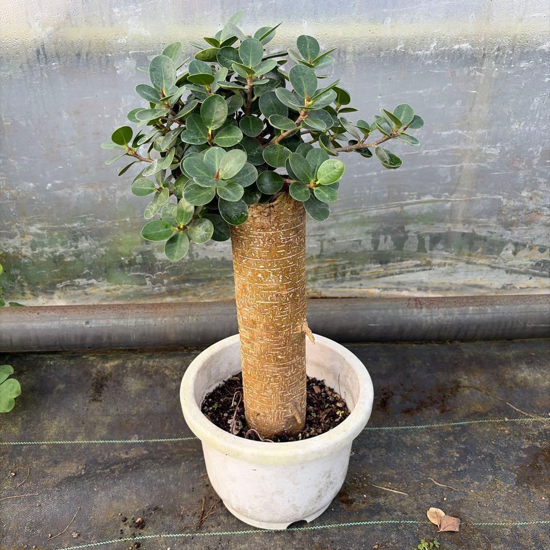 パンダガジュマル7号リン鉢