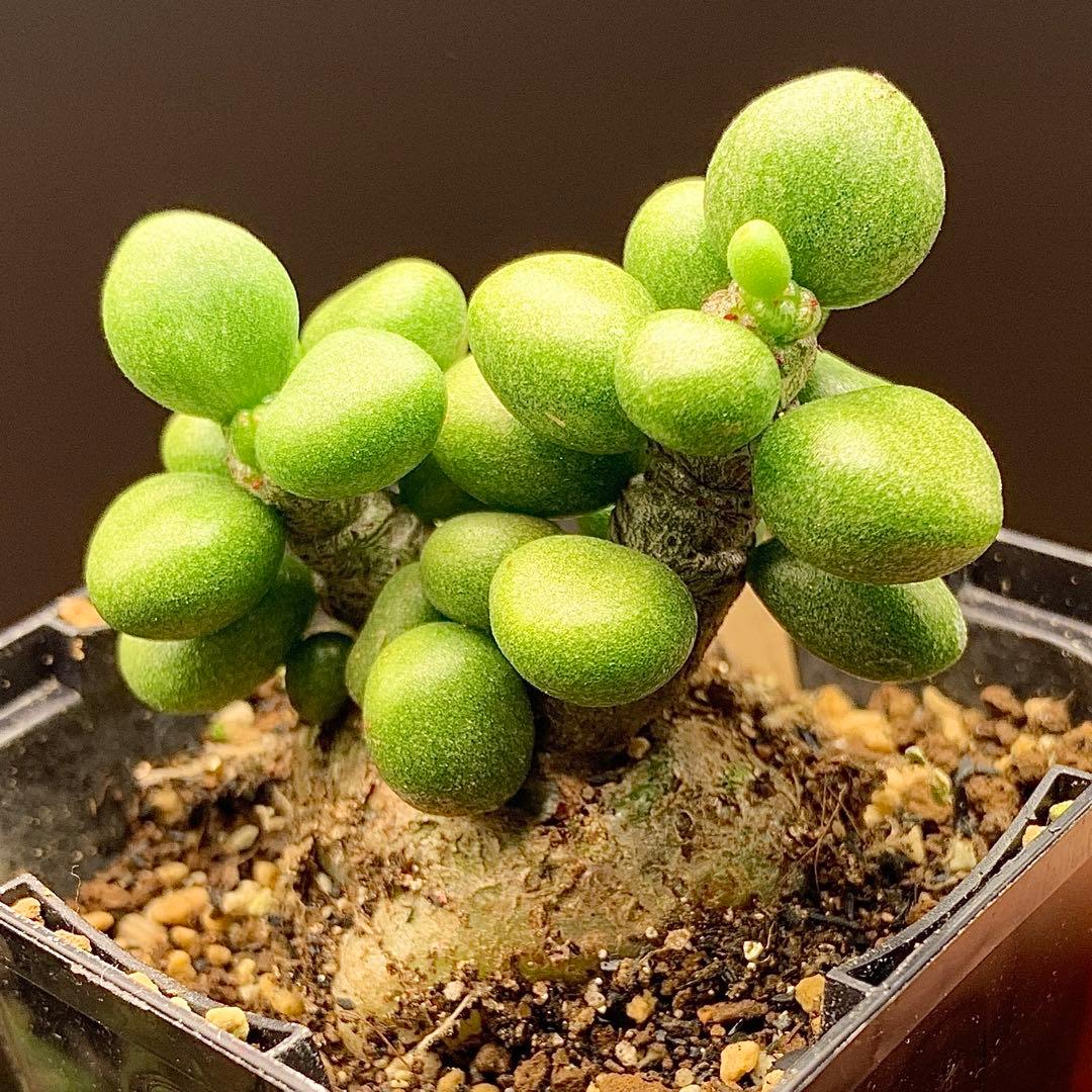 レア実生！ 写真2-5枚目 チレコドン ポドレイアエ 多肉植物 塊根植物