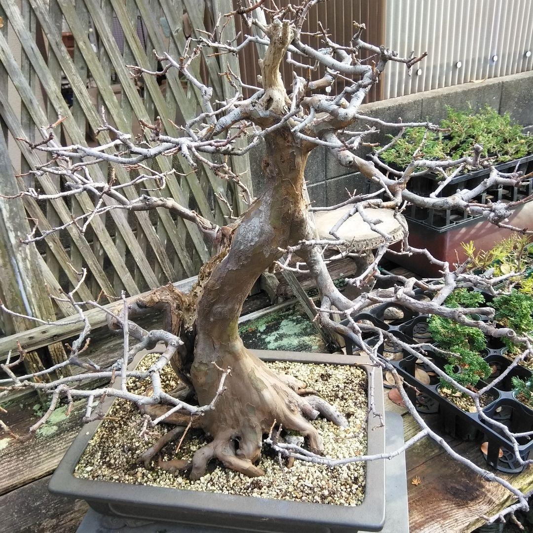 かりん　（丸型の実です)【大型盆栽】