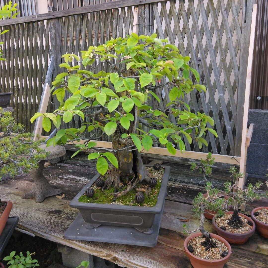 かりん　（丸型の実です)【大型盆栽】