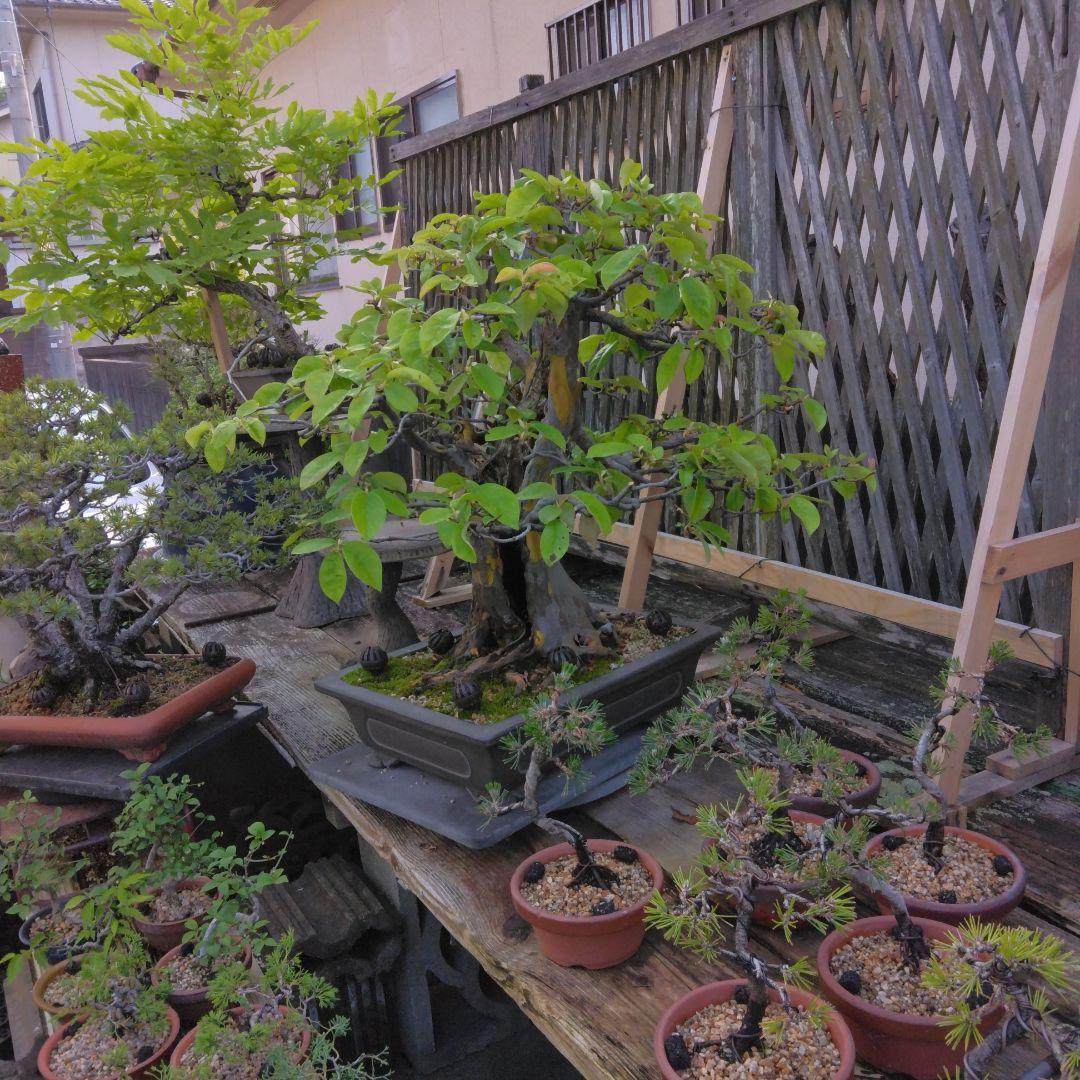 かりん　（丸型の実です)【大型盆栽】