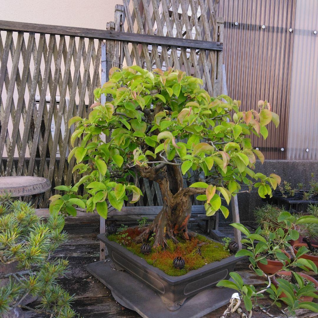 かりん　（丸型の実です)【大型盆栽】