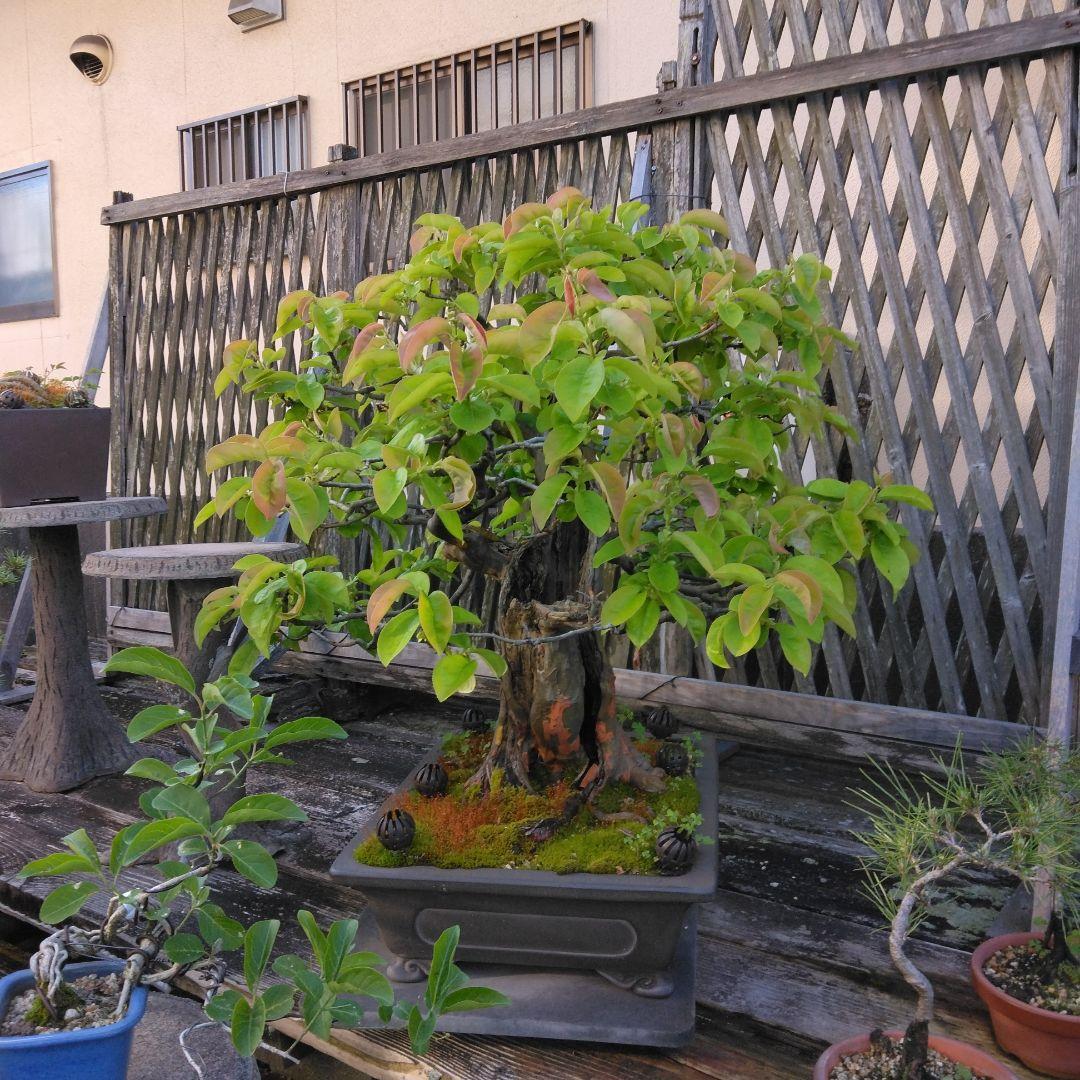 かりん　（丸型の実です)【大型盆栽】