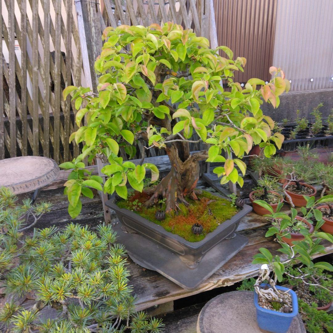 かりん　（丸型の実です)【大型盆栽】