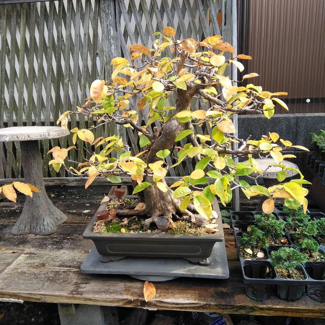 かりん　（丸型の実です)【大型盆栽】