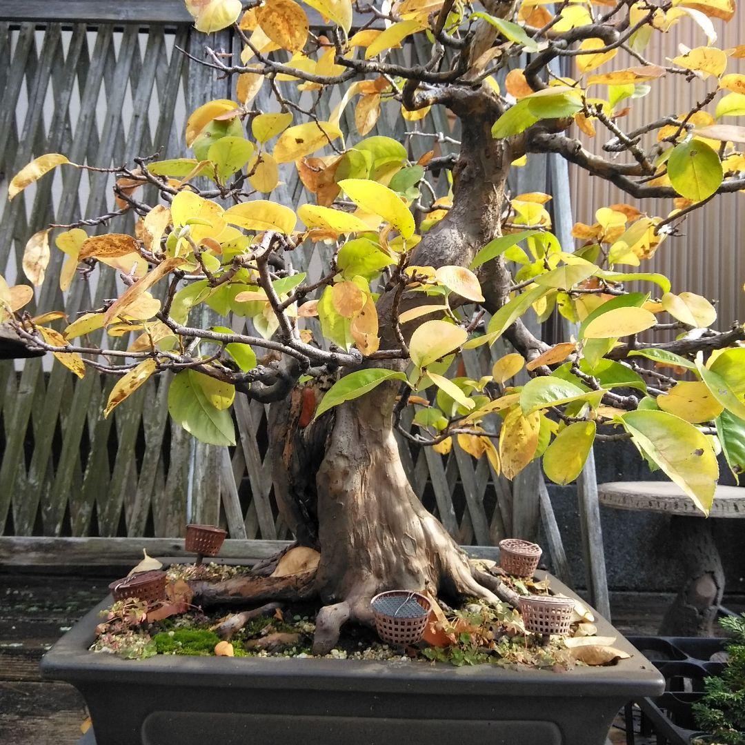 かりん　（丸型の実です)【大型盆栽】