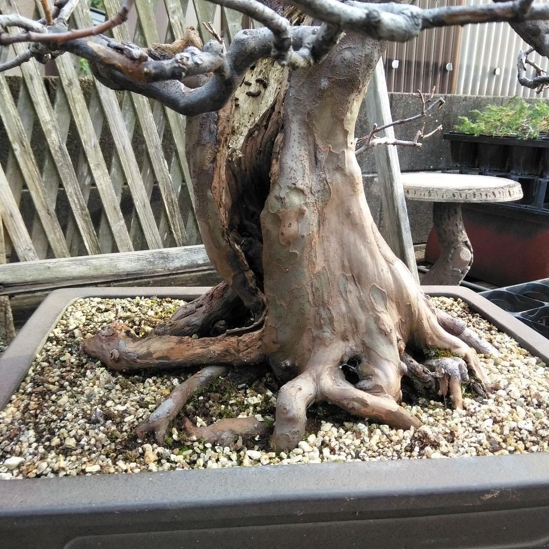 かりん　（丸型の実です)【大型盆栽】