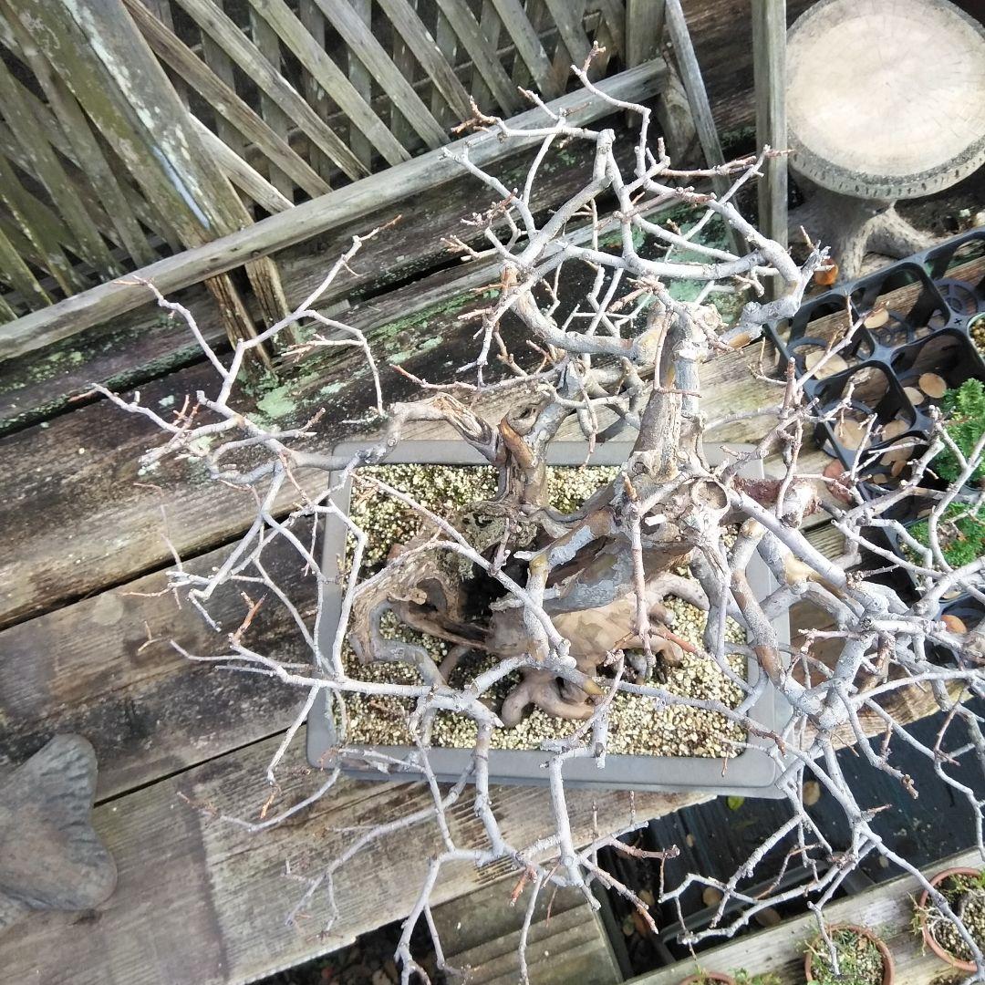 かりん　（丸型の実です)【大型盆栽】