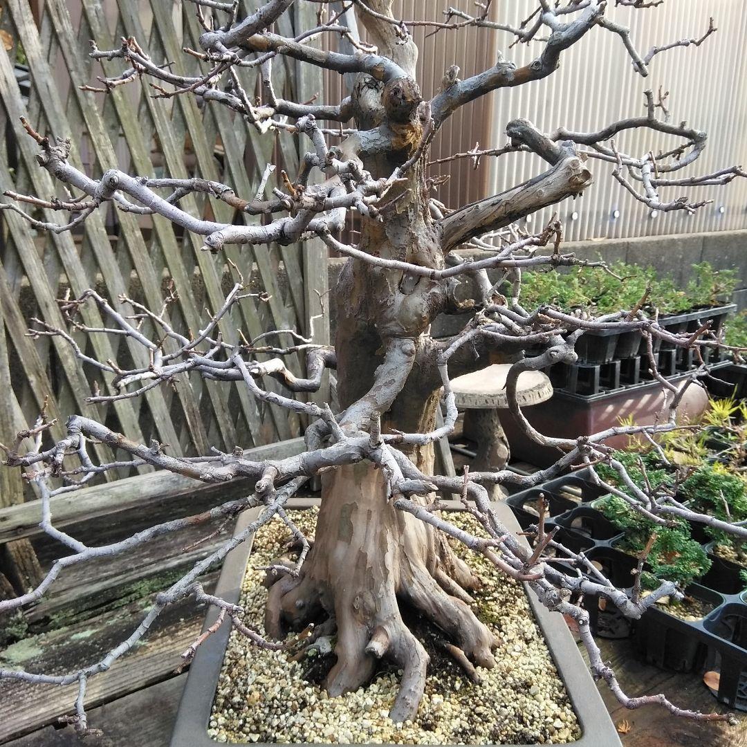 かりん　（丸型の実です)【大型盆栽】