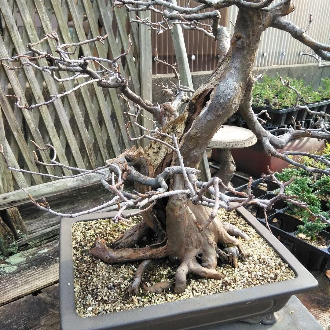 かりん　（丸型の実です)【大型盆栽】