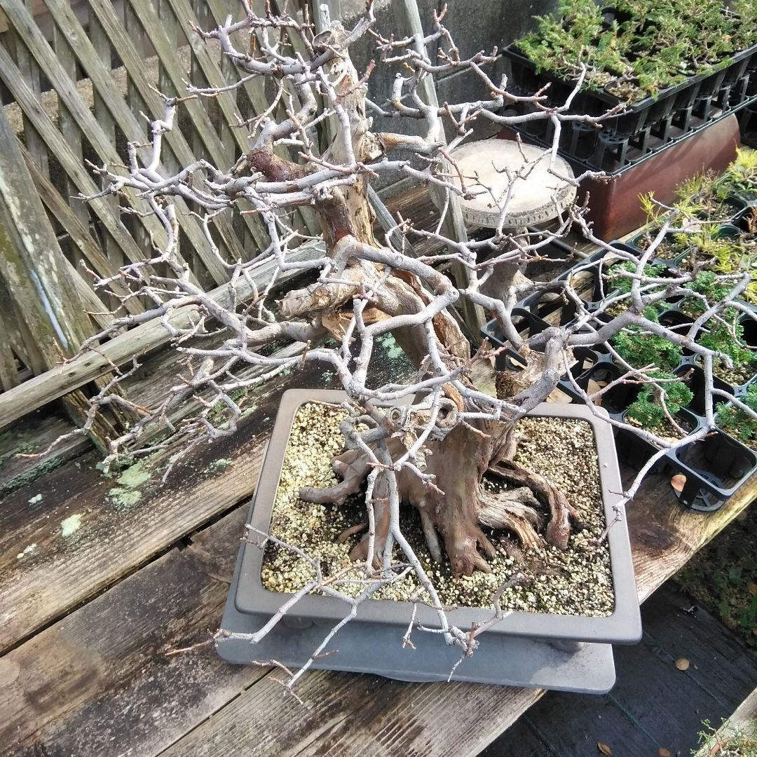 かりん　（丸型の実です)【大型盆栽】