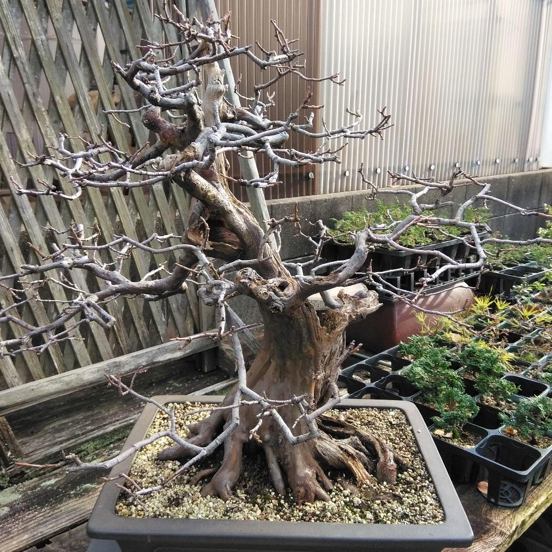 かりん　（丸型の実です)【大型盆栽】