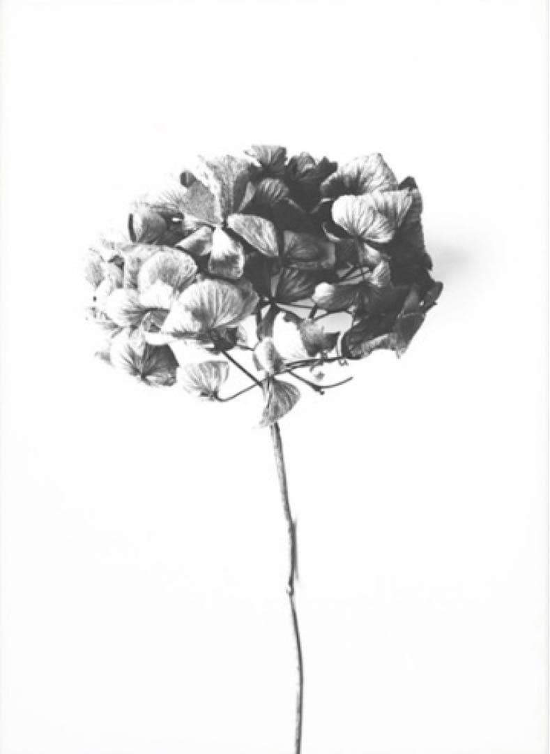 北欧 アートポスター フレーム付き モノクロ ポスター 壁掛け