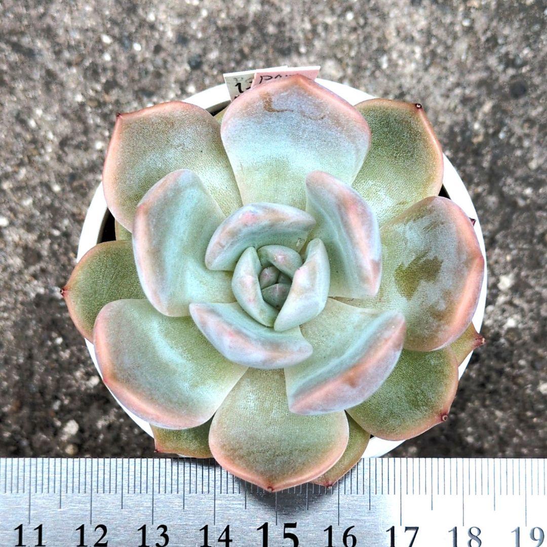 126.. 多肉植物 リモン 750円【抜き苗】