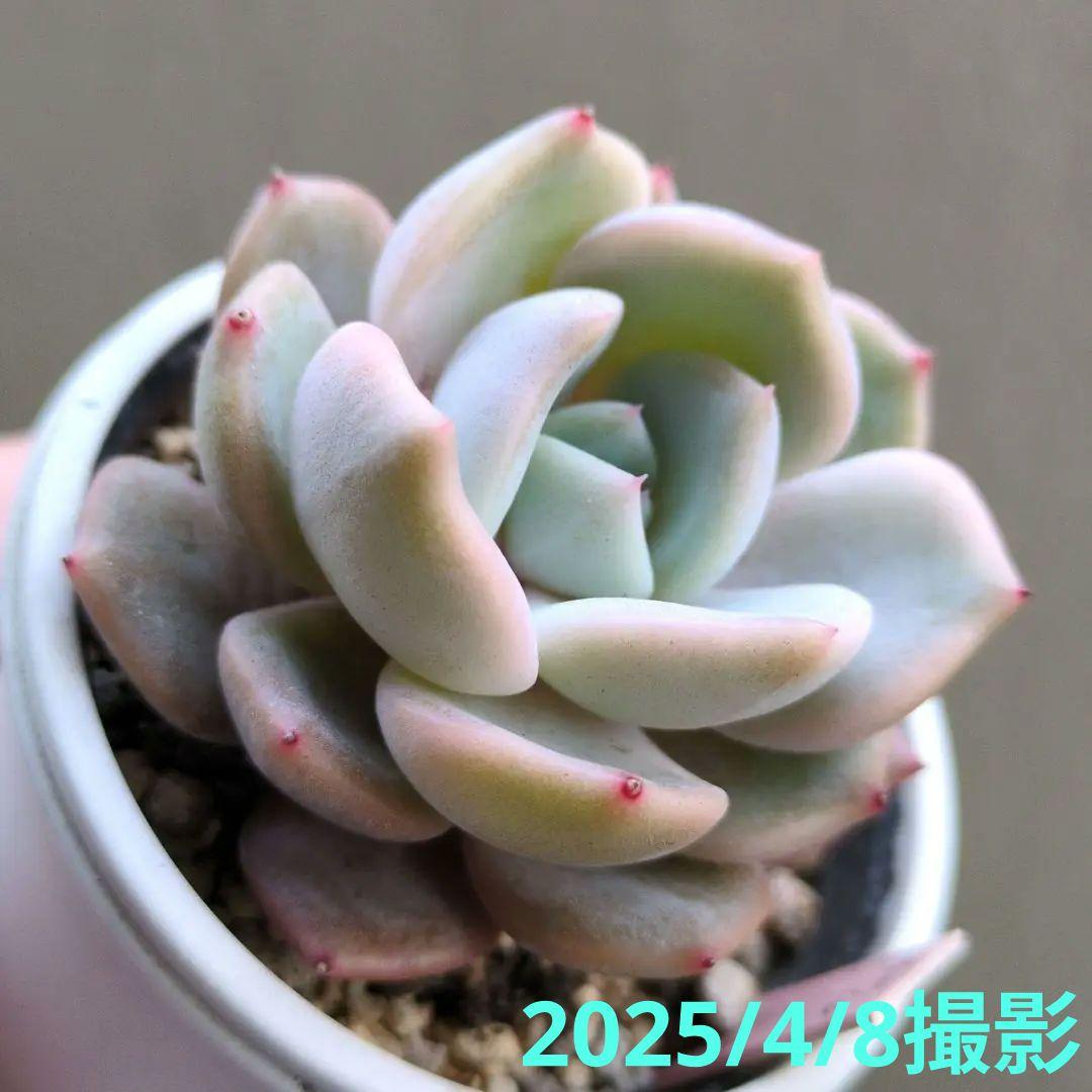 126.. 多肉植物 リモン 750円【抜き苗】