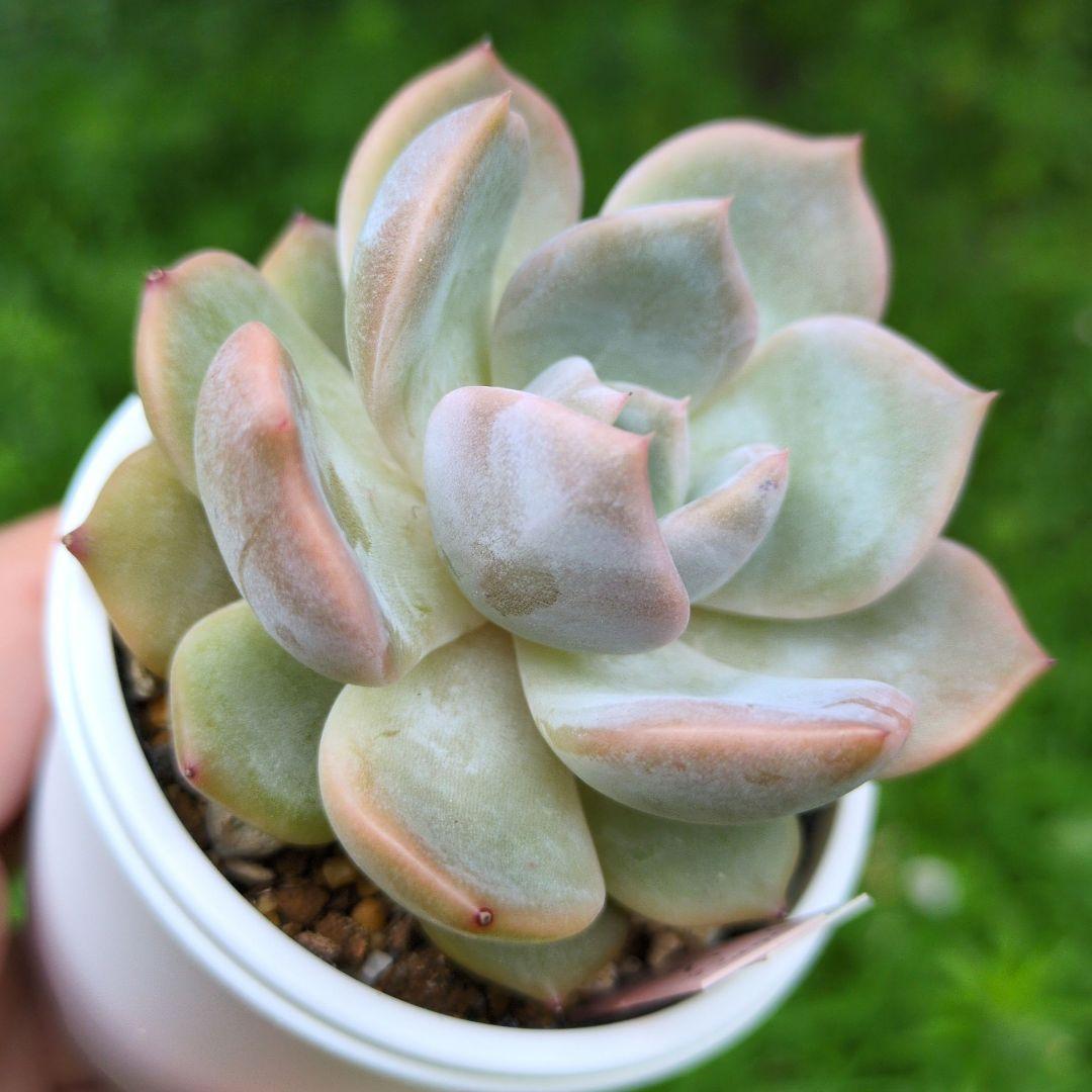 126.. 多肉植物 リモン 750円【抜き苗】