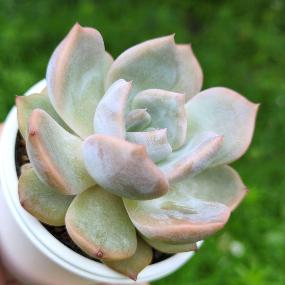 126.. 多肉植物 リモン 750円【抜き苗】