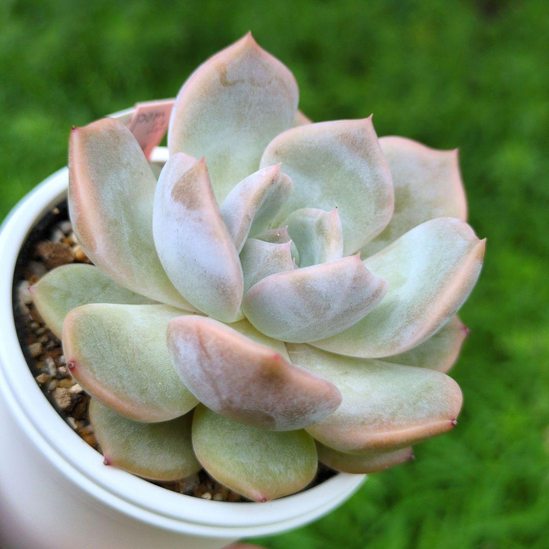 126.. 多肉植物 リモン 750円【抜き苗】