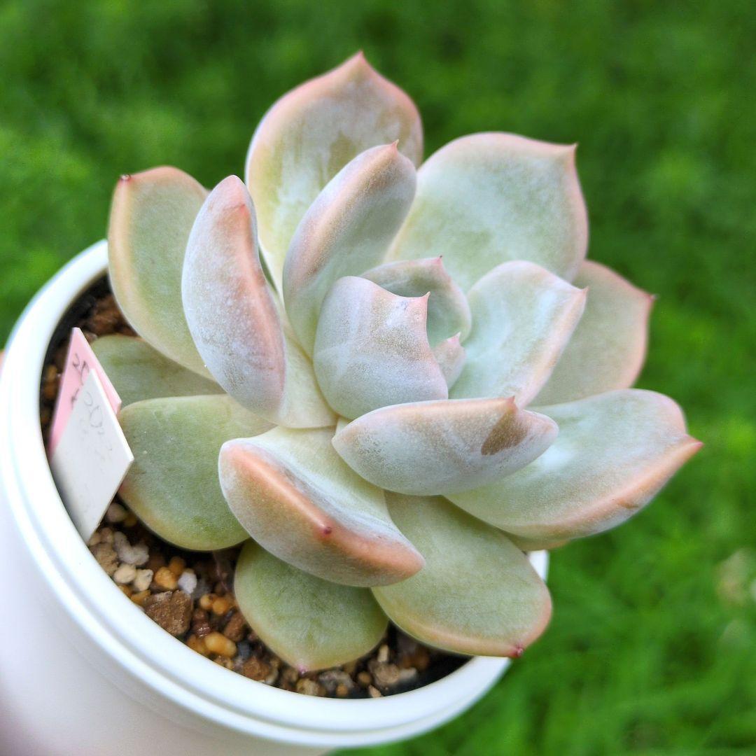 126.. 多肉植物 リモン 750円【抜き苗】