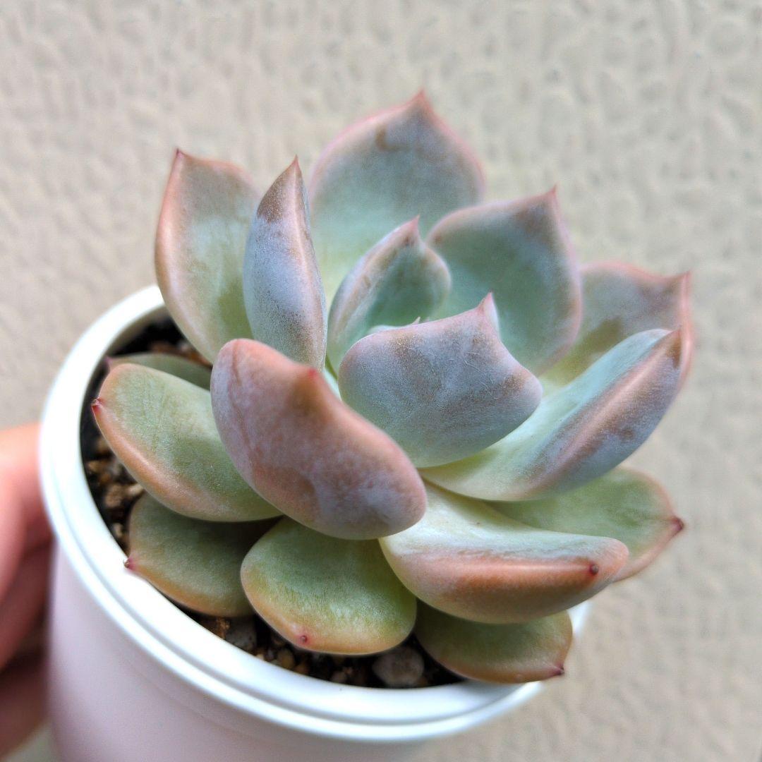 126.. 多肉植物 リモン 750円【抜き苗】