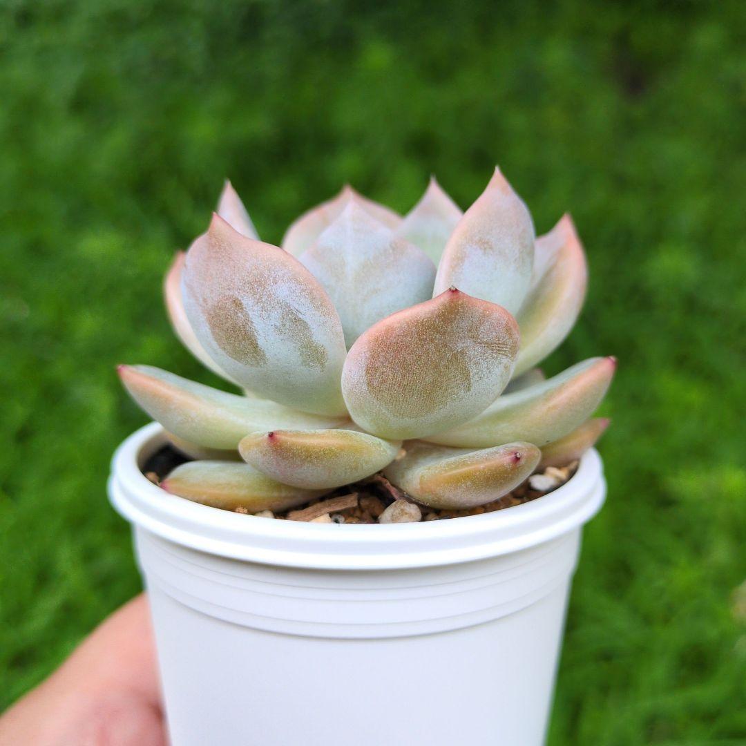 126.. 多肉植物 リモン 750円【抜き苗】