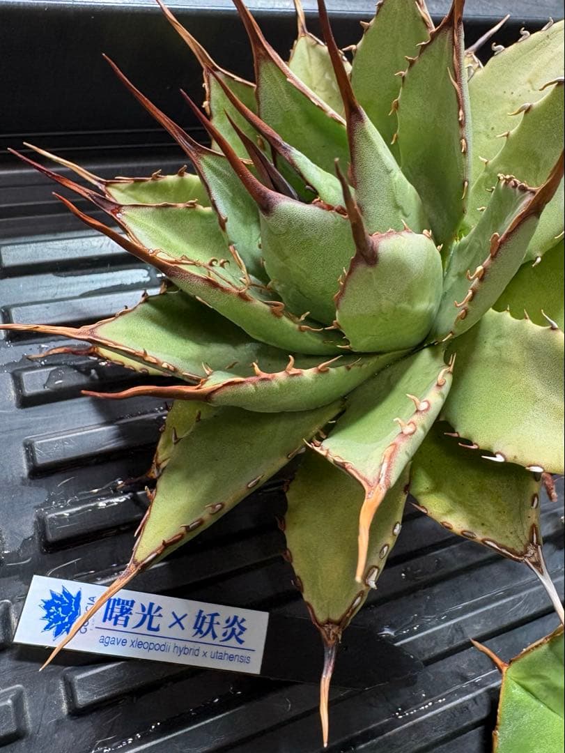 アガベハイブリッド　曙光×妖炎