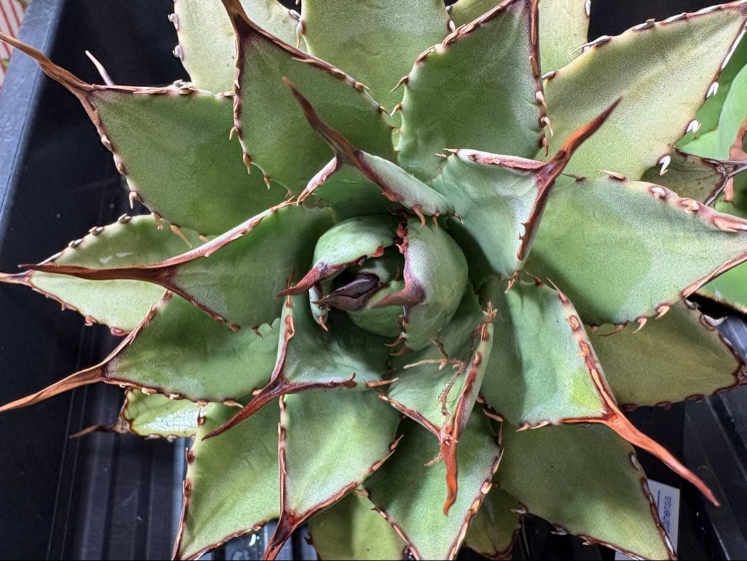 アガベハイブリッド　曙光×妖炎