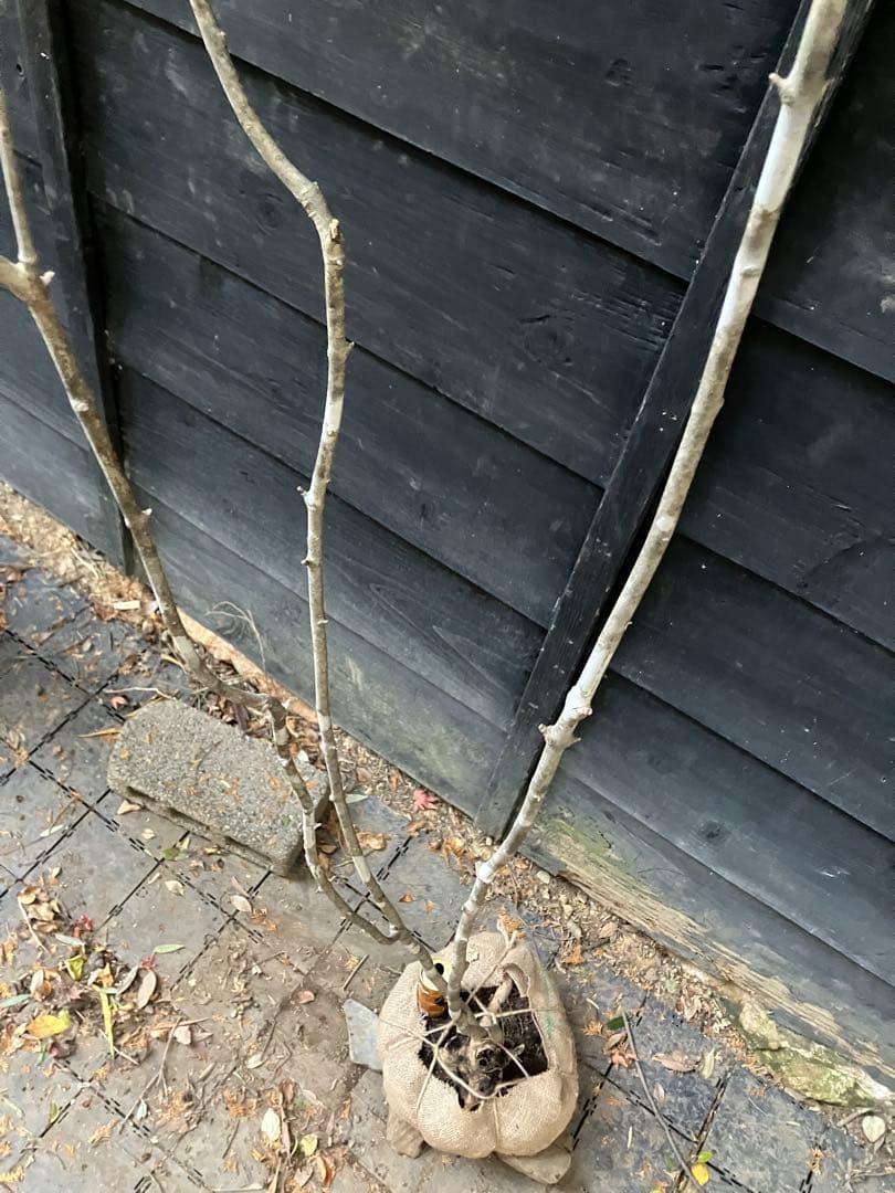 301 山採り アオダモ