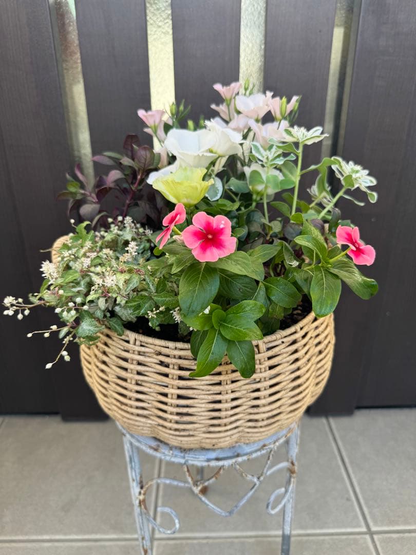 寄せ植え　花■秋の寄せ植え