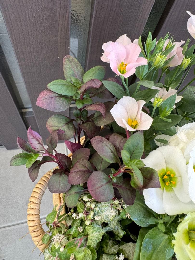 寄せ植え　花■秋の寄せ植え