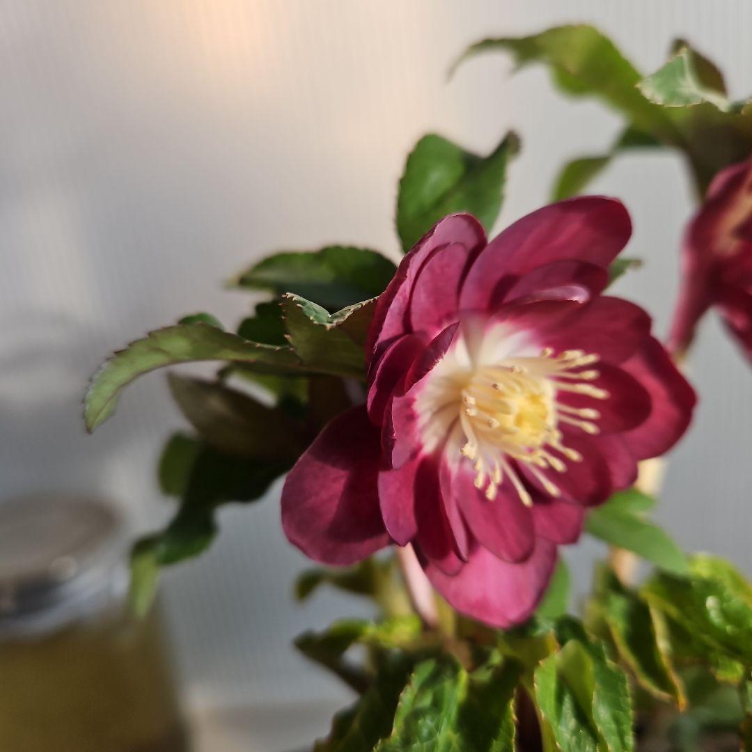 AYA♪LA、、、様ご購入苗㉖-254㉖-301クリスマスローズ