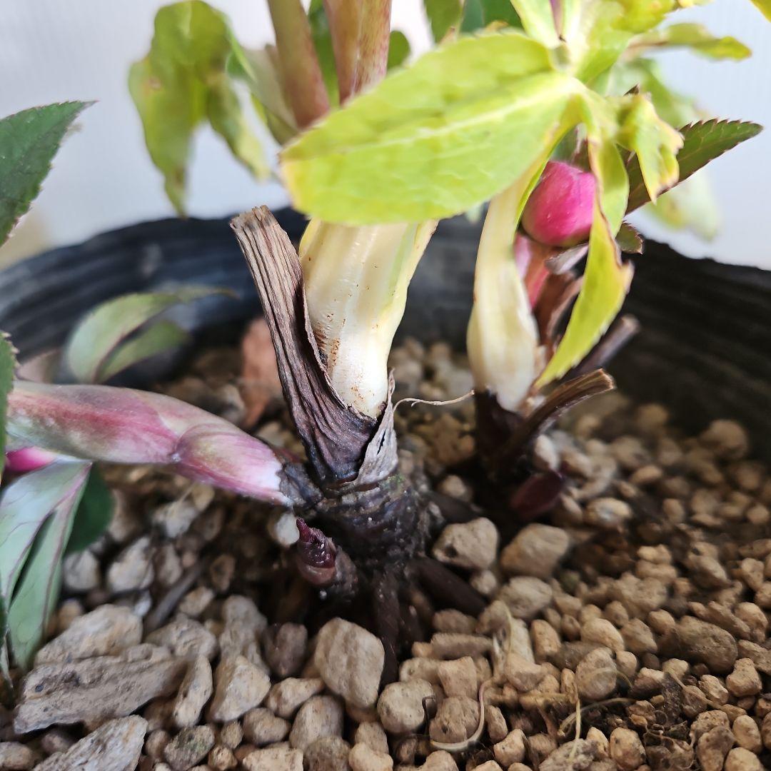 AYA♪LA、、、様ご購入苗㉖-254㉖-301クリスマスローズ