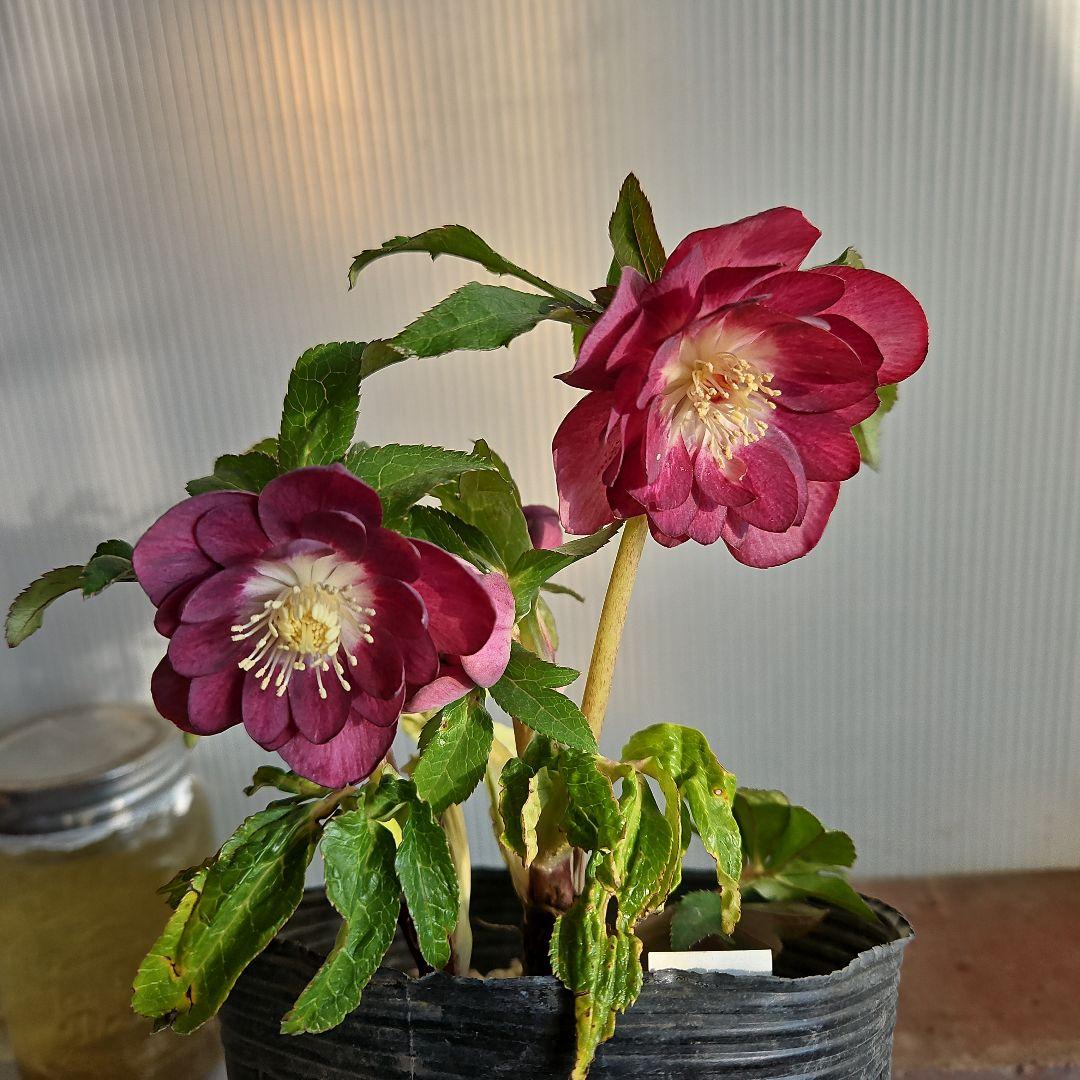 AYA♪LA、、、様ご購入苗㉖-254㉖-301クリスマスローズ