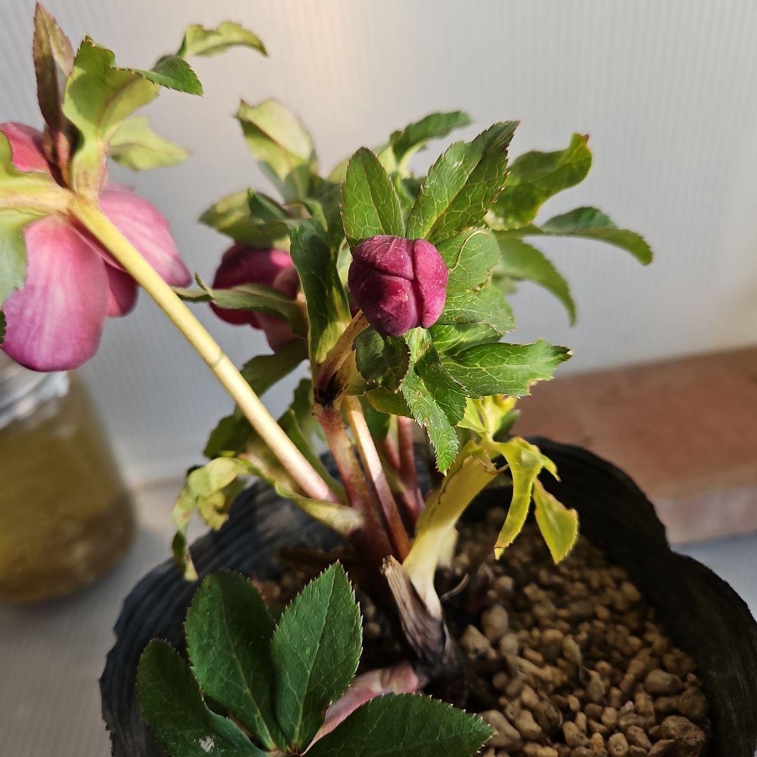 AYA♪LA、、、様ご購入苗㉖-254㉖-301クリスマスローズ