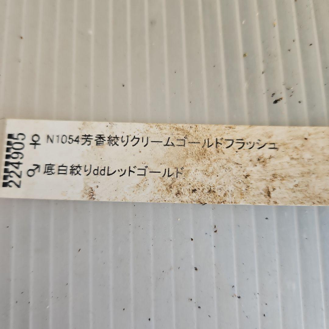 AYA♪LA、、、様ご購入苗㉖-254㉖-301クリスマスローズ