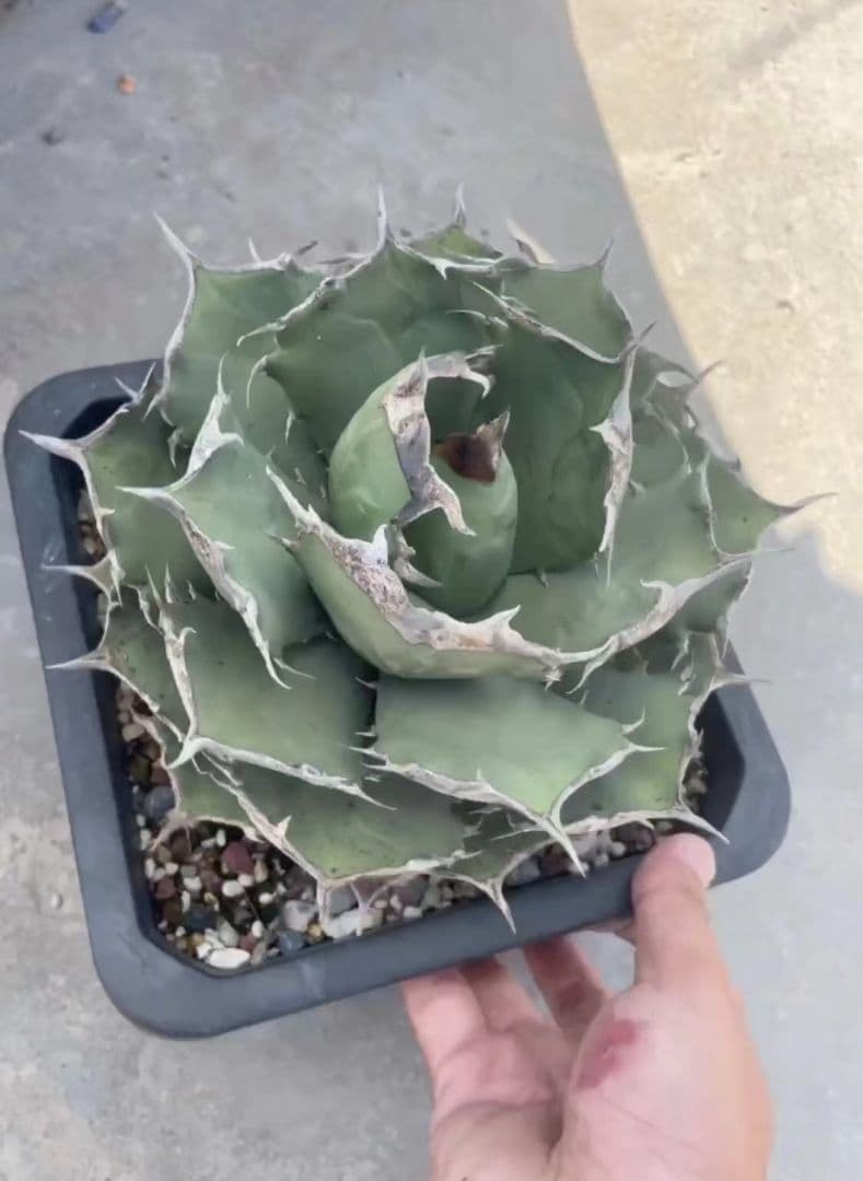 アガベ  チタノタ 黒犀牛 狂戦士 ラスト中株